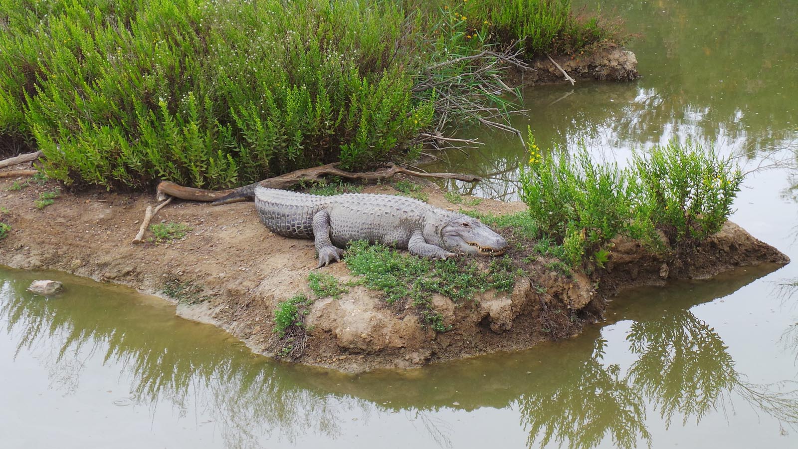 Crocodile Watching In Sri Lanka Bird Watching Boat Safari In Nilwala River